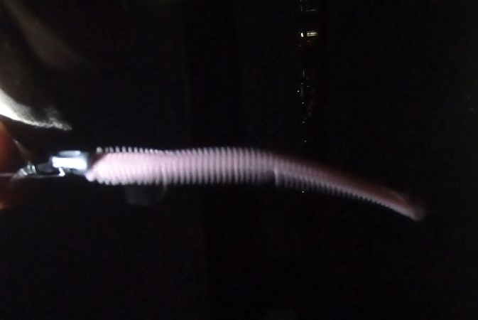 パワーイソメでシーバス